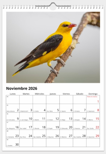 Calendario de pared doble A3 30x40 cm - COMPRANDO DOS LLÉVATELO POR SOLO 25,87 € - PASERIFORMES