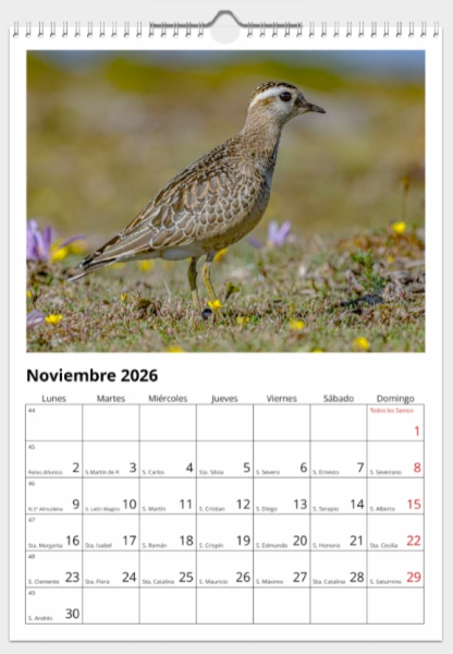 Calendario de pared doble A3 30x40 cm - COMPRANDO DOS LLÉVATELO POR SOLO 25,87 € - LIMÍCOLAS