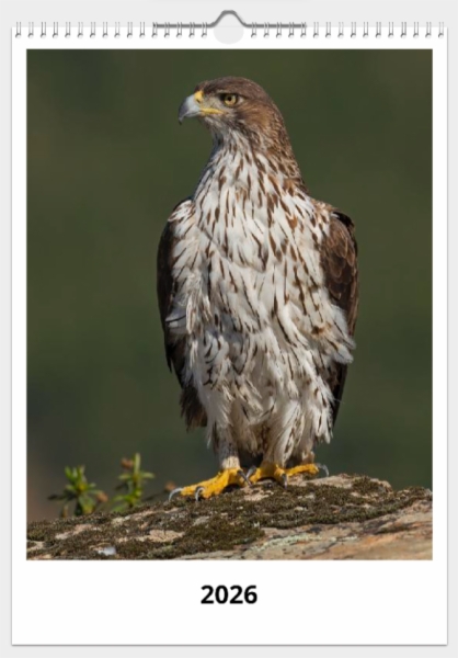 Fotografía:Calendario de pared doble A3 30x40 cm - COMPRANDO DOS LLÉVATELO POR SOLO 25,87 € - RAPACES DIURNAS