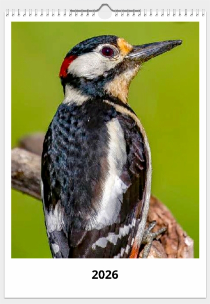 Fotografía:Calendario de pared doble A3 30x40 cm - COMPRANDO DOS LLÉVATELO POR SOLO 25,87 € - PÁJAROS CARPINTEROS