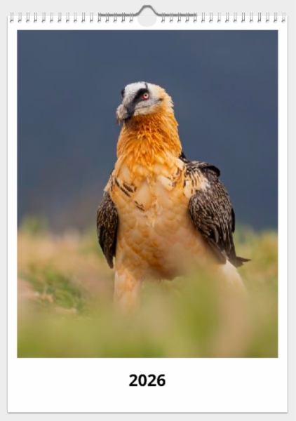 Calendario de pared doble A3 30x40 cm - COMPRANDO DOS LLÉVATELO POR SOLO 25,87 € - OTRAS AVES