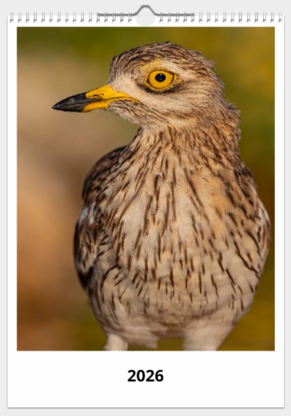 Calendario de pared doble A3 30x40 cm - COMPRANDO DOS LLÉVATELO POR SOLO 25,87 € - LIMÍCOLAS