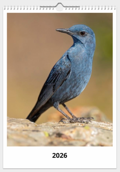 Fotografía:Calendario de pared doble A3 30x40 cm - COMPRANDO DOS LLÉVATELO POR SOLO 25,87 € - PASERIFORMES