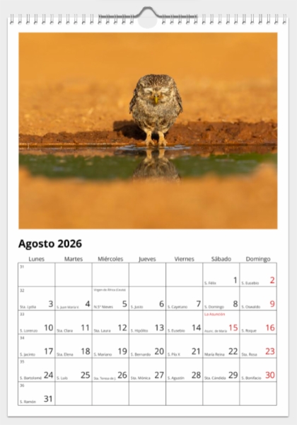Calendario de pared doble A3 30x40 cm - COMPRANDO DOS LLÉVATELO POR SOLO 25,87 € - PASERIFORMES
