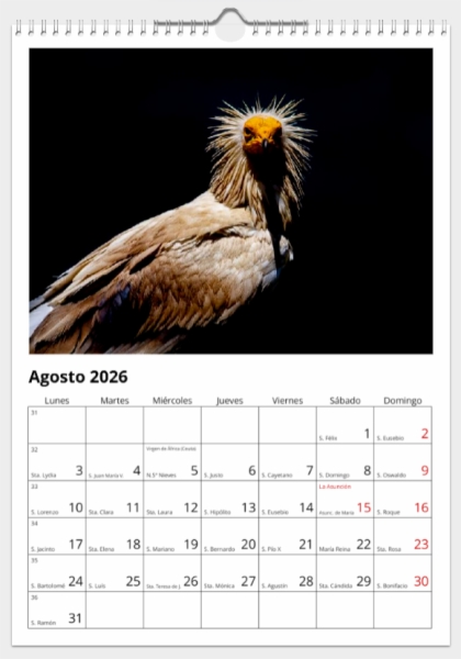 Calendario de pared doble A3 30x40 cm - COMPRANDO DOS LLÉVATELO POR SOLO 25,87 € - PASERIFORMES