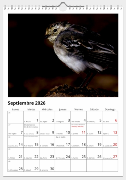 Calendario de pared doble A3 30x40 cm - COMPRANDO DOS LLÉVATELO POR SOLO 25,87 € - PASERIFORMES