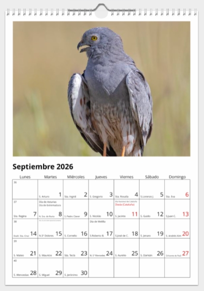 Calendario de pared doble A3 30x40 cm - COMPRANDO DOS LLÉVATELO POR SOLO 25,87 € - PASERIFORMES
