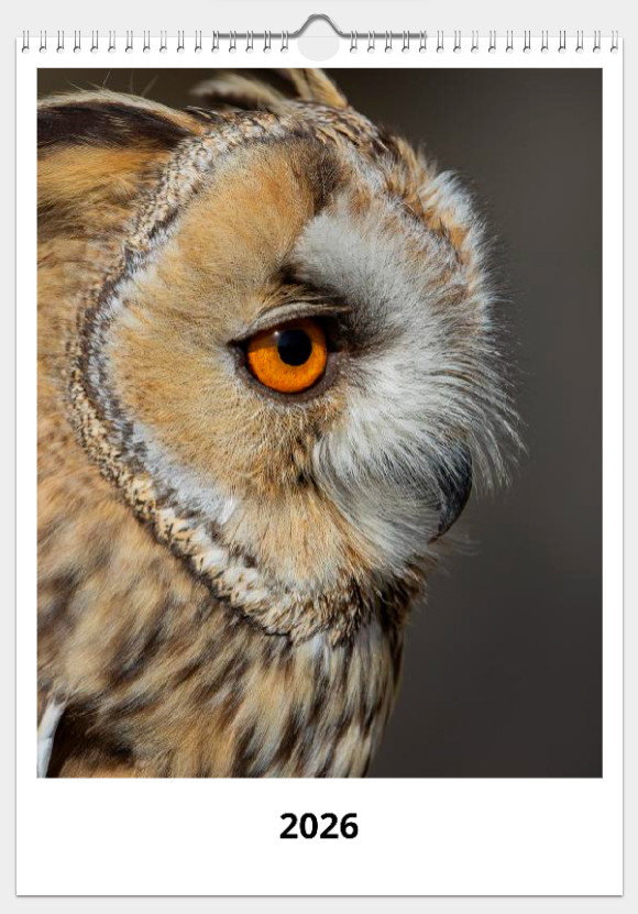 Calendario de pared doble A3 30x40 cm - COMPRANDO DOS LLÉVATELO POR SOLO 25,87 € - RAPACES NOCTURNAS -