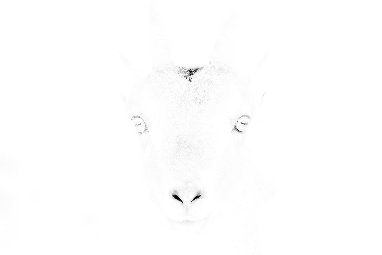 fotografía de Mirada frontal