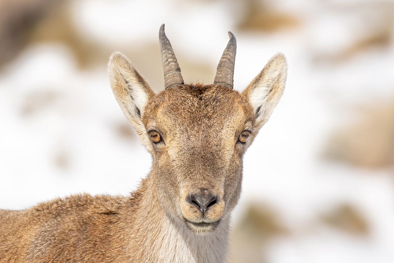 fotografía de Íbice ibérico - Ecosistema de alta montaña
