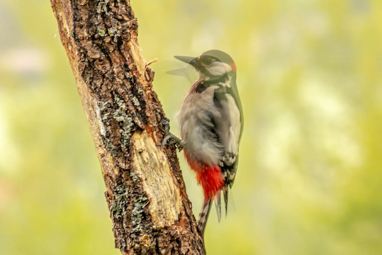 fotografía de Pico picapinos - Un pico poderoso