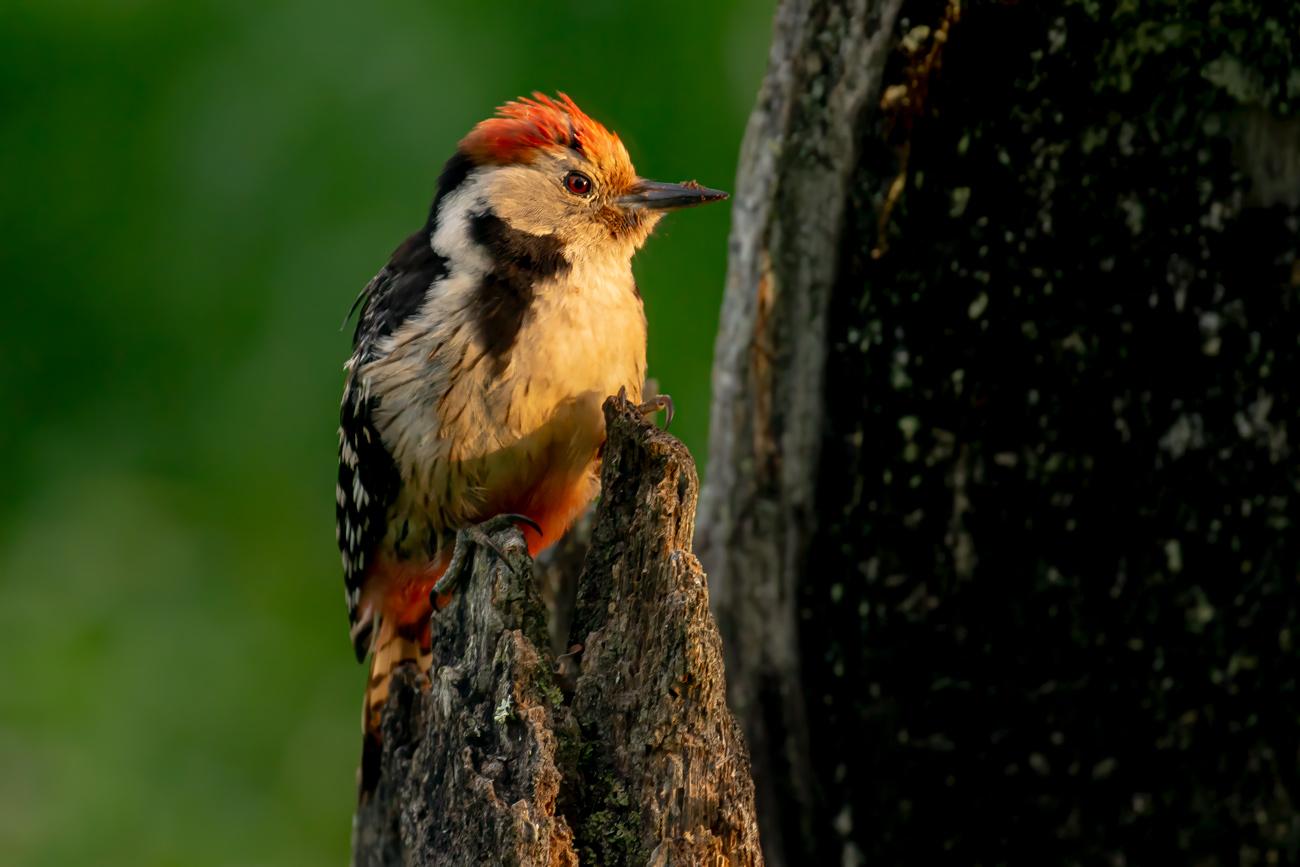 fotografía de Pico mediano - Habitante de bosque maduro