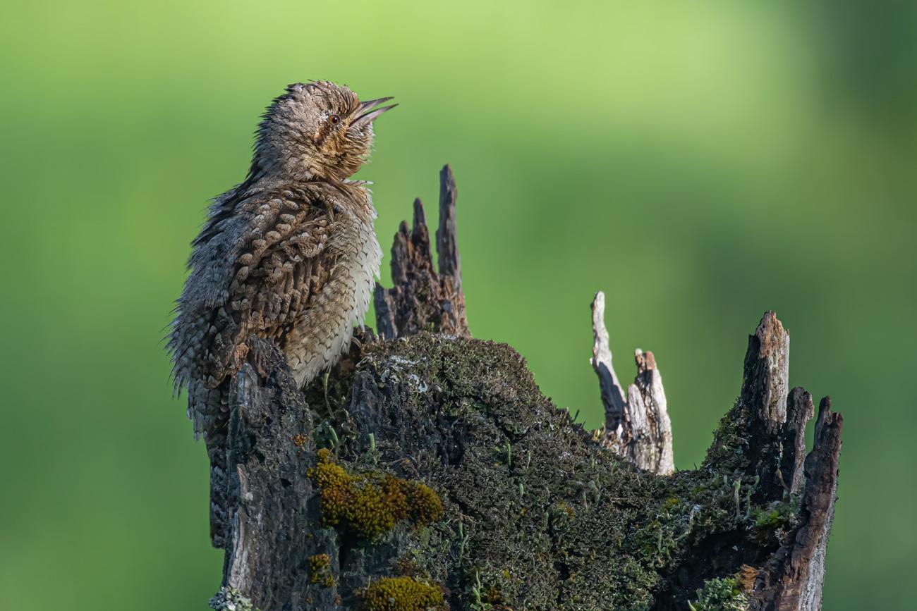 fotografía de Torcecuello euroasiático - perfecto camuflaje