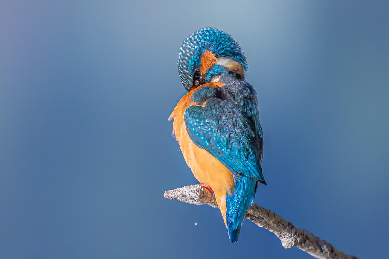 fotografía de Kingfisher - El rey pescador