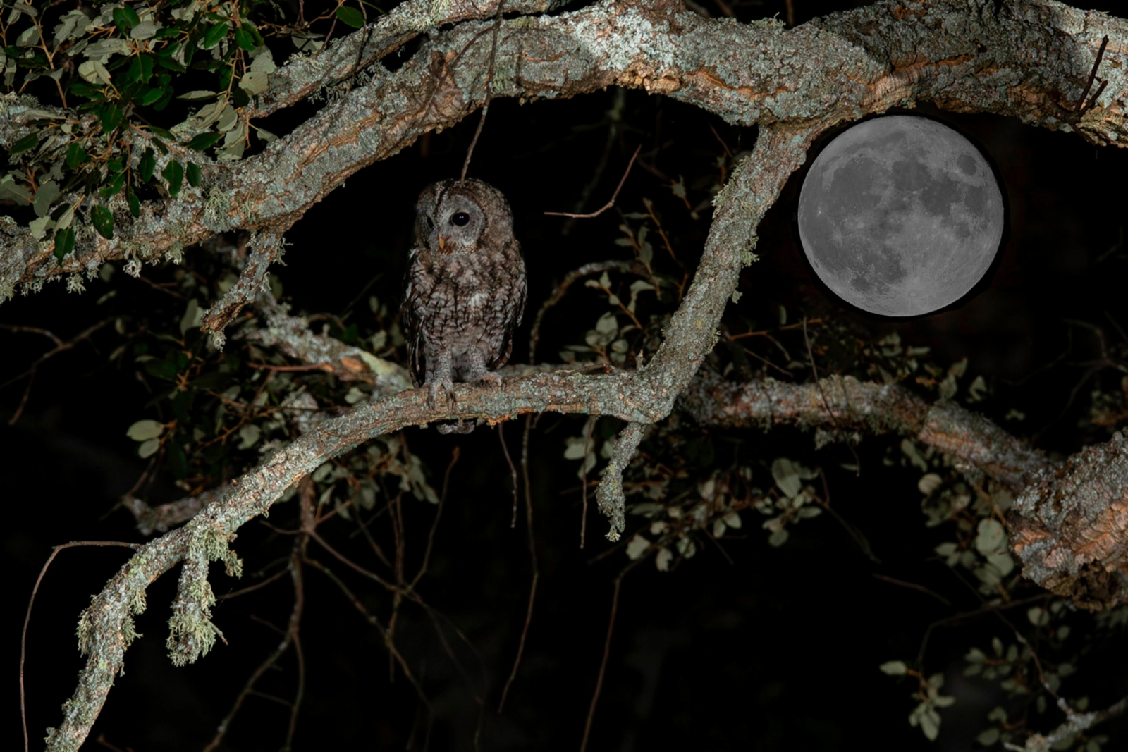 fotografía de Cárabo de morfo gris - el canto misterioso 