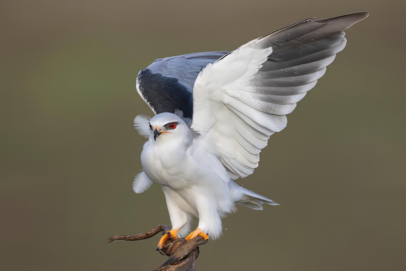 fotografía de Elanio azul - Ojos de rojo coral
