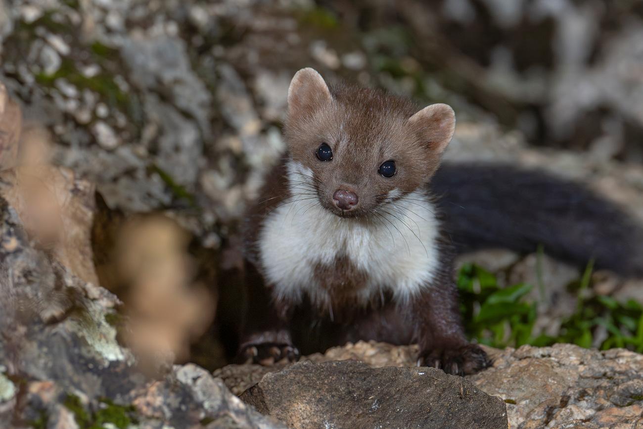 fotografía de Garduña - Habilidoso cazador nocturno