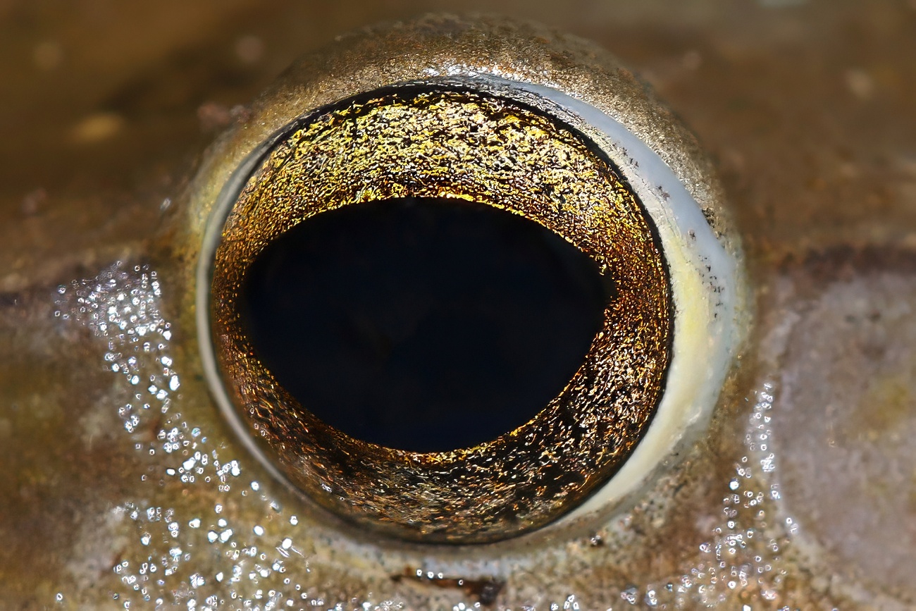 fotografía de Rana arborícola - ojo al dato